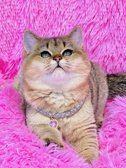 Британська золота шиншилла