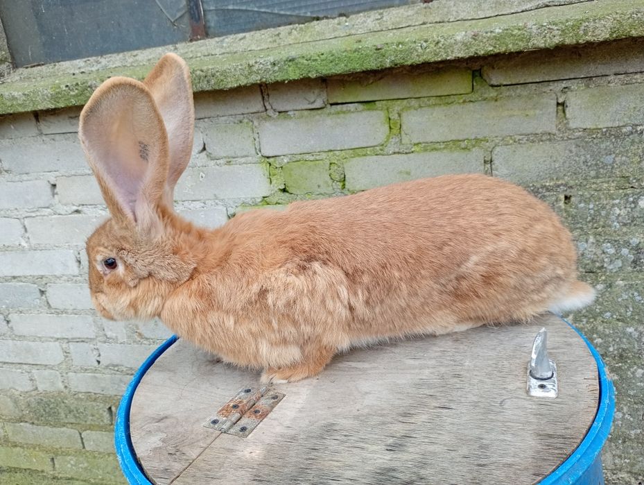 Samica olbrzym belgijski