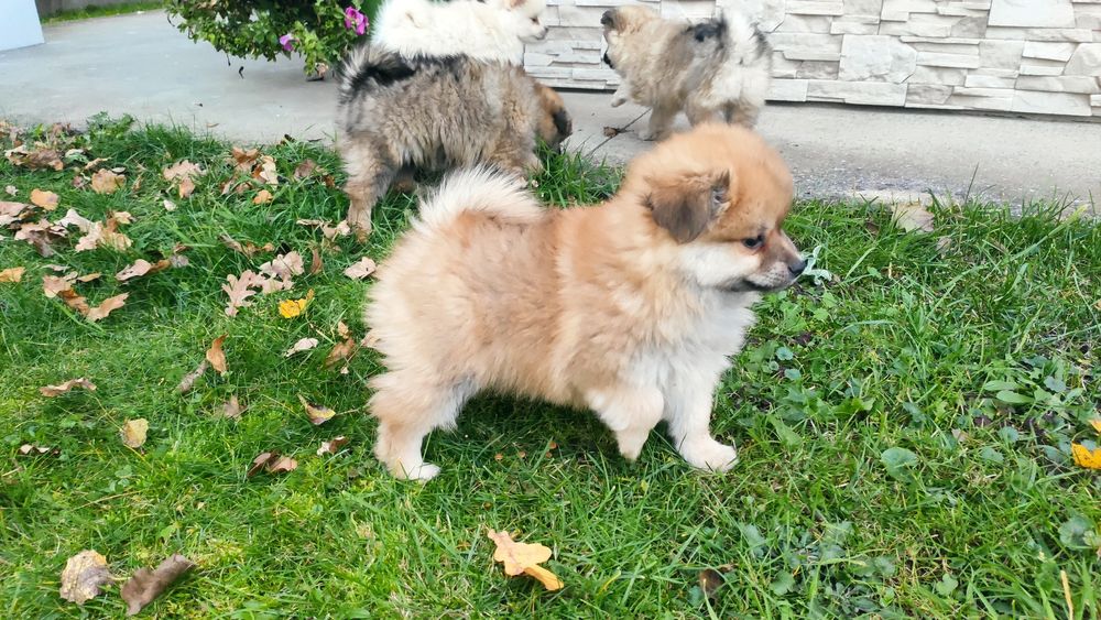 Szpic średni suczka