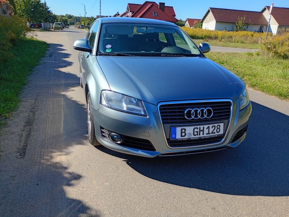 Świerzo  sprowadzony przygotowany do rejestracji