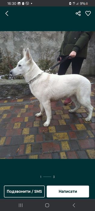 Собака Швейцарська Вівчарка,