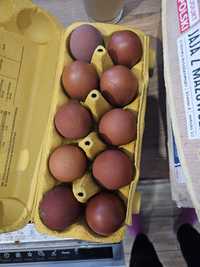 Jaja lęgowe marans