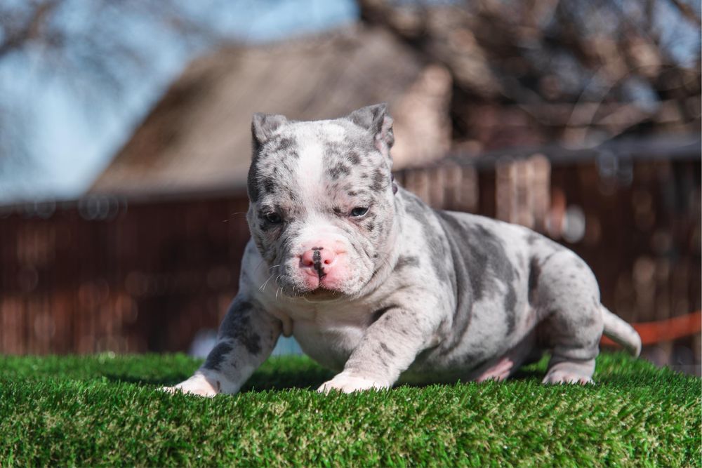 Нереально крутезна анатомія ! Буллята в типі Покет !