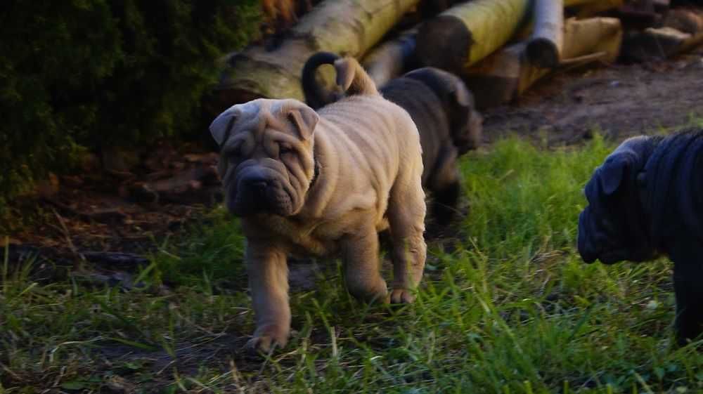 Enzo Piekny Szczeniak Shar Pei z rodowodem,  rodzice importowani FCI.