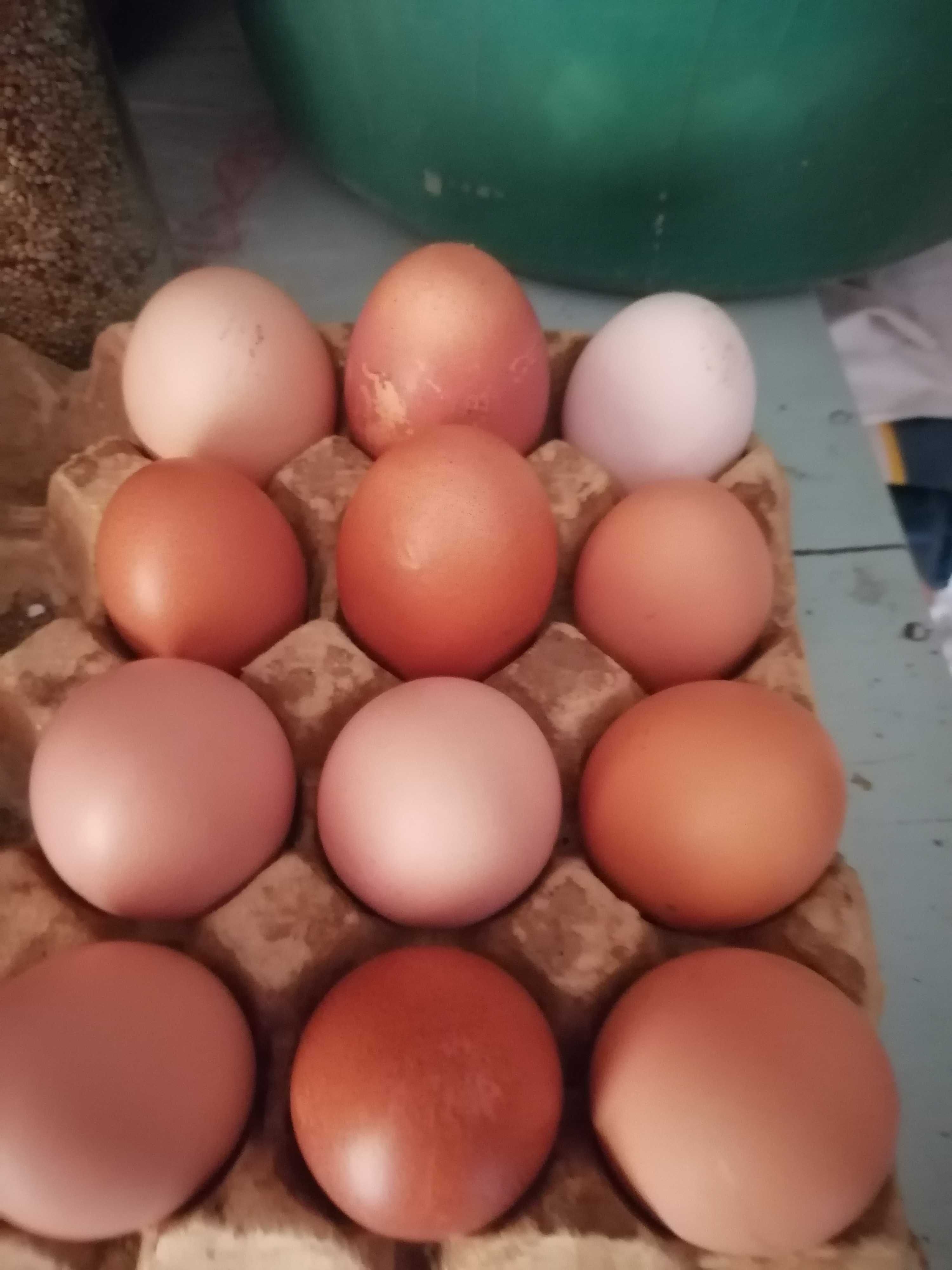 Ovos caseiros de boa qualidade