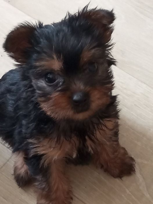 Продаю щенков Йоркширского терьера