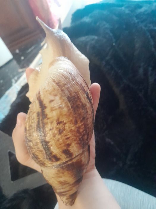 Ślimak afrykański na 30% TANIEJ