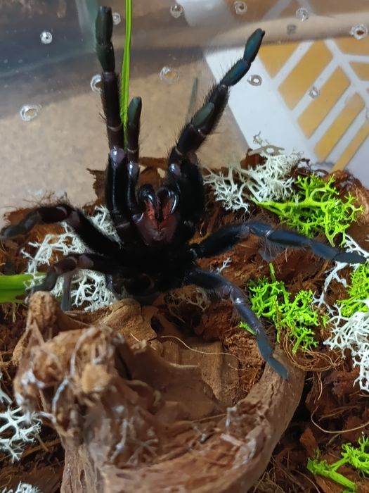 Chilobrachys fimbriatus