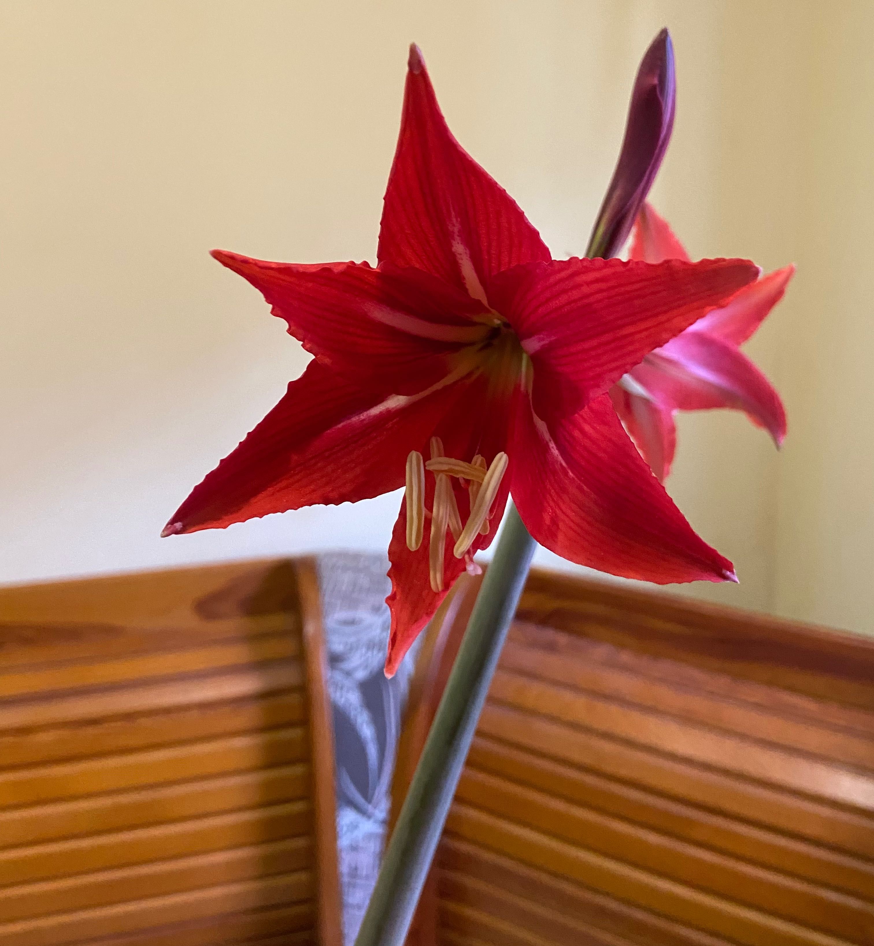 Лилия комнатная цветок вазон красная червона лилия домашняя квітка