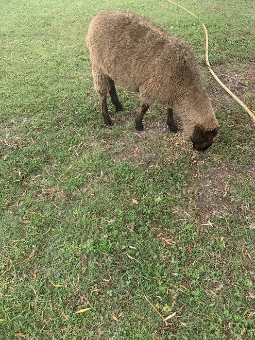 Vende- se borrego com 9 meses