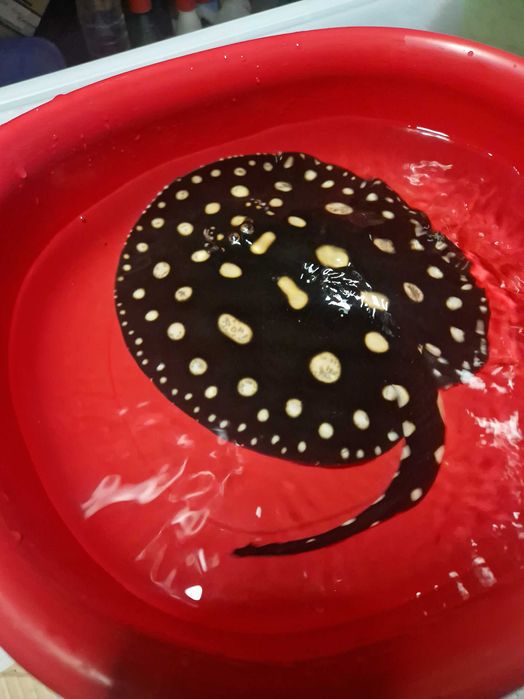 Płaszczka black diamond młode