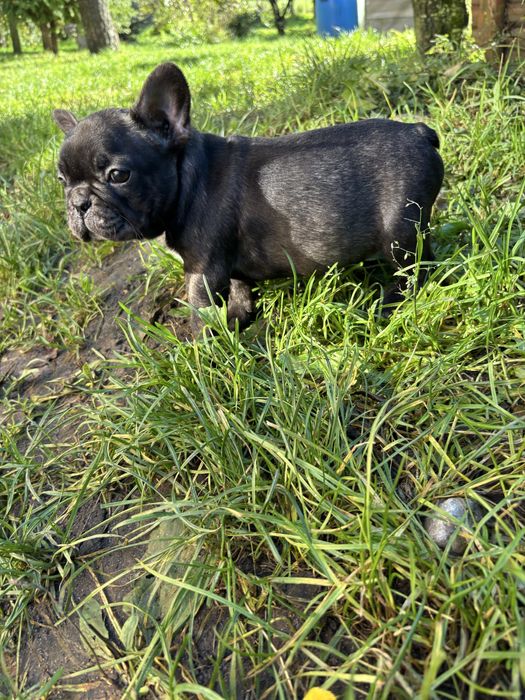Buldog francuski z rodowodem