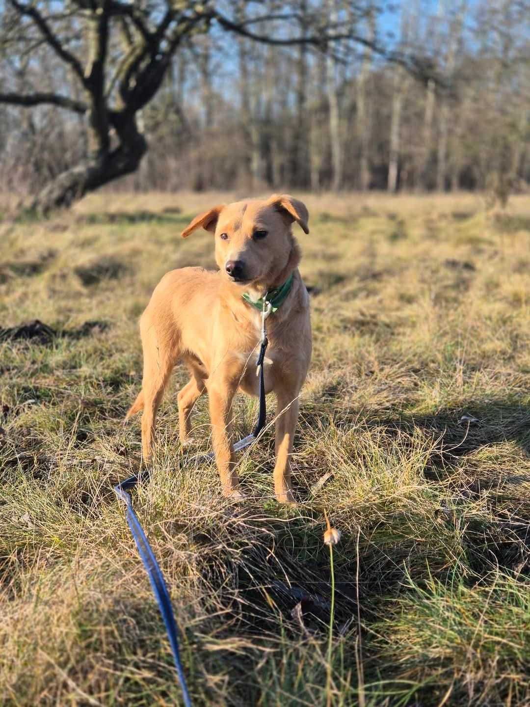 Kiara: sunia odebrana z złych warunków szuka nowego domu | 1,5 r, 10kg
