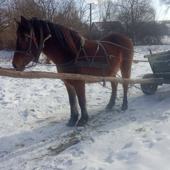 Продається кобила!