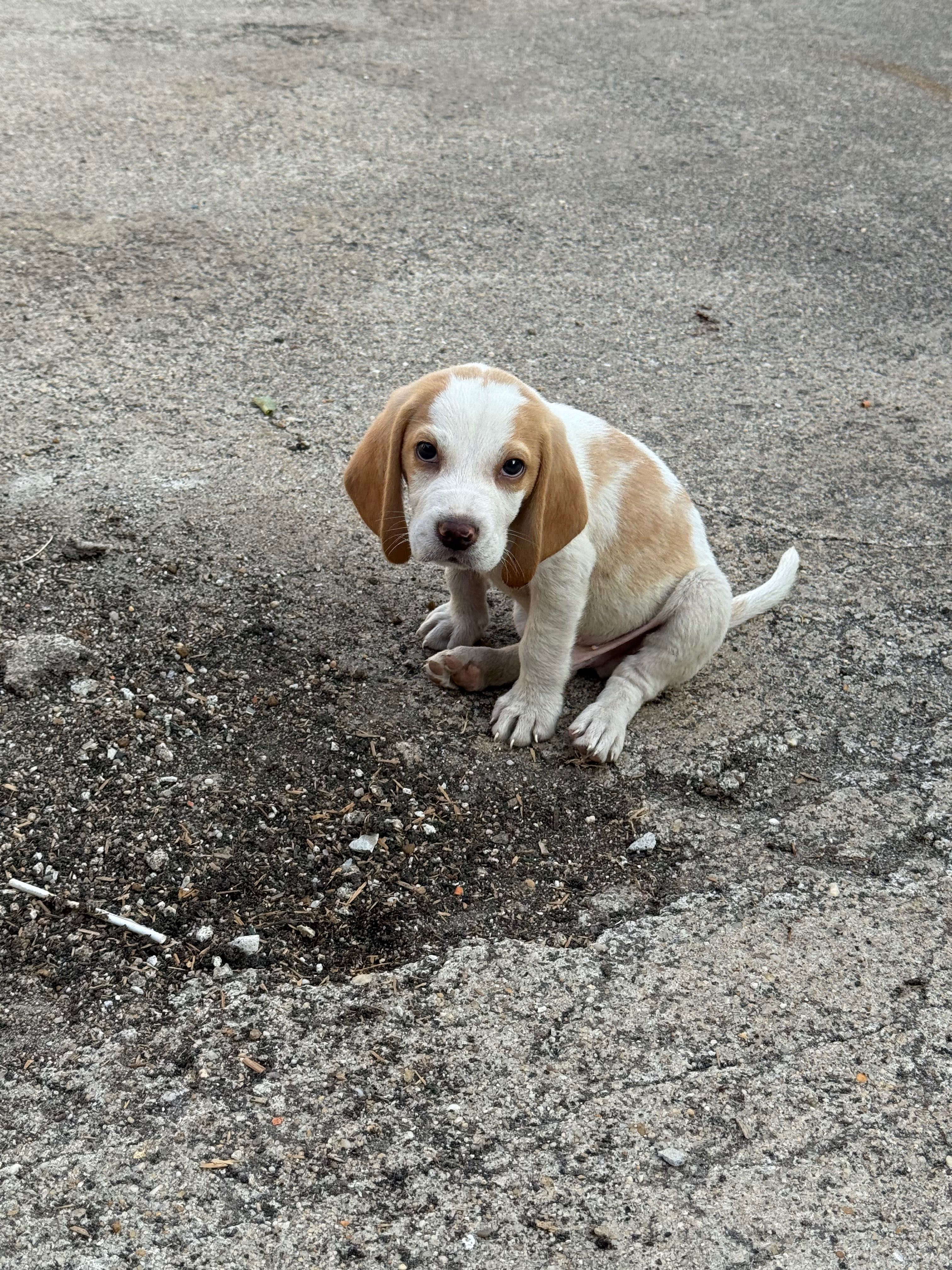 Beagle muito divertido