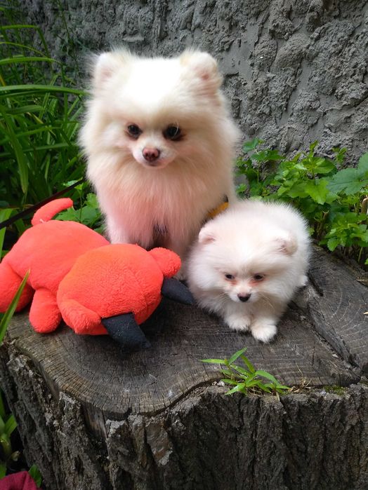 Мини шпиц на вязку. Белый померанец.