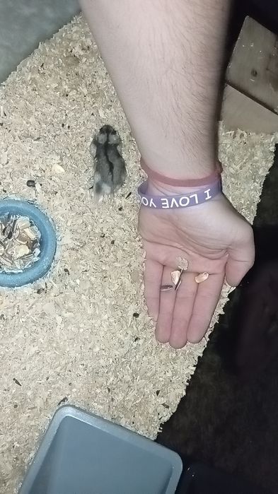 Chomiki Dżungarskie Oddam za darmo!