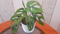 Monstera adansonii 'Mint'