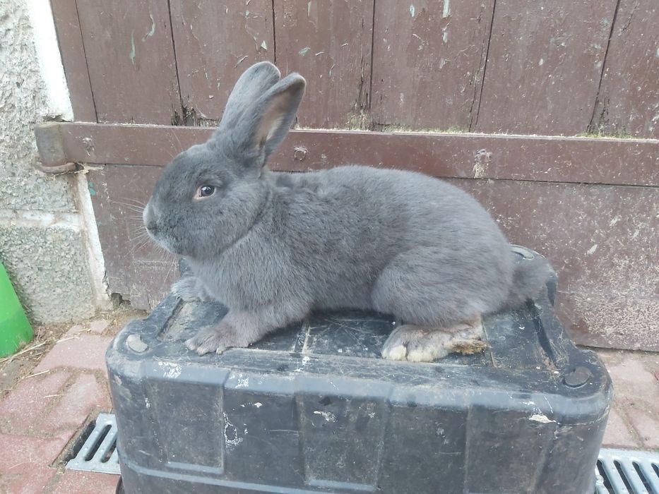 Wiedeński niebieski, króliki, królik, samiec,  WN