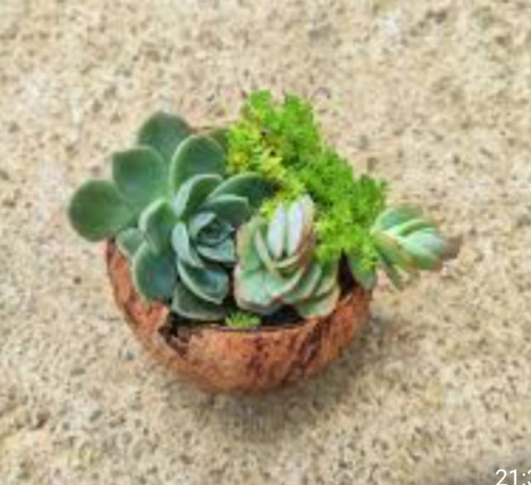 Cascas de côco limpas