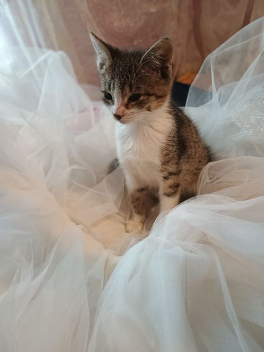 Віддам котиків і кішечку