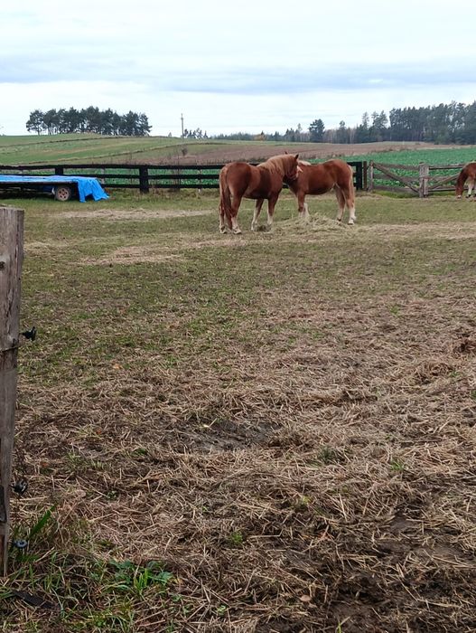 Sprzedam dwie klacze Sokólskie