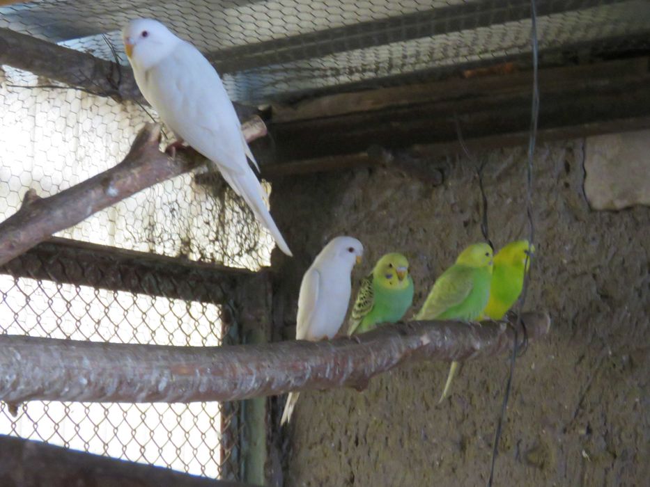 Papugi faliste młode