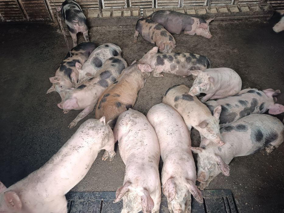 Продам поросят мясного направления