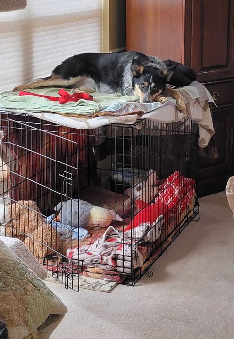 Клітка вольер переноска домик место клетка для собак кошек птиц.‼️