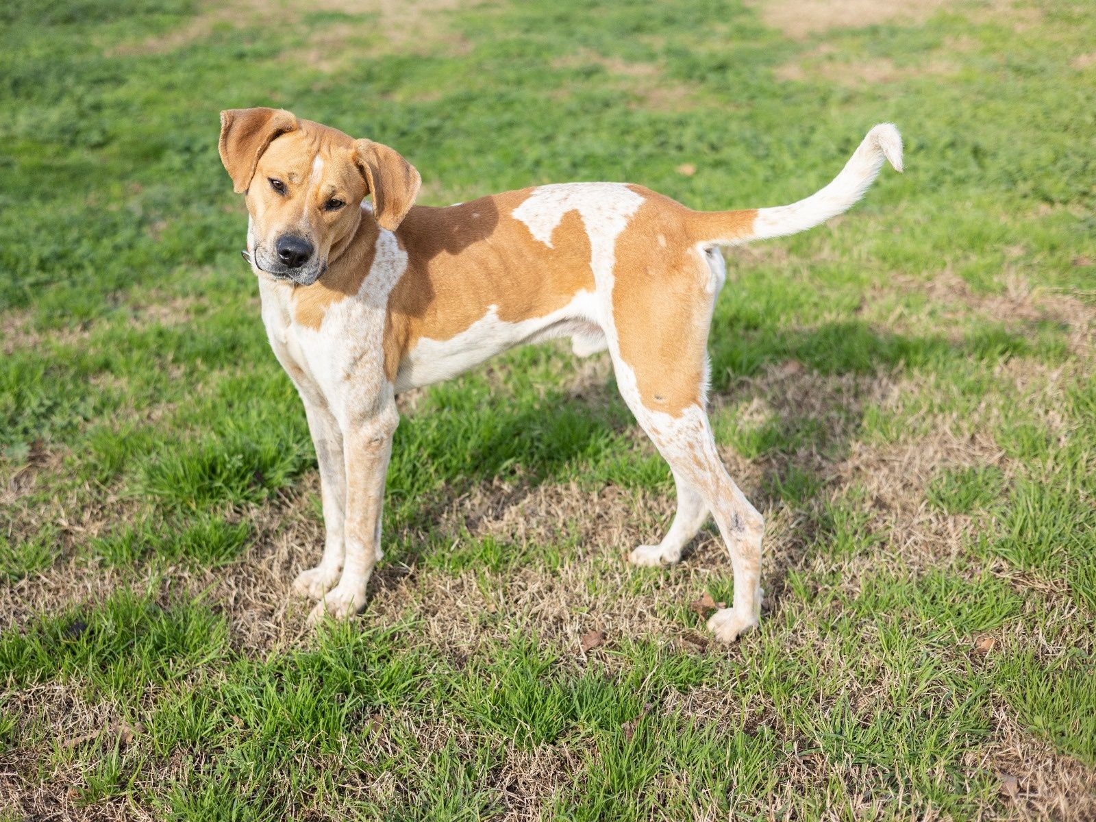 O melhor cão do mundo para adoção responsável