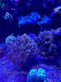 Capnella szczepki korali