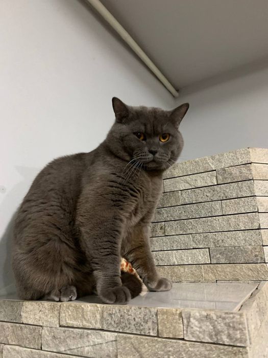 Вʼязка з Британцем