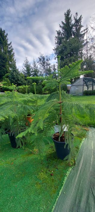 Araukaria  chilijska