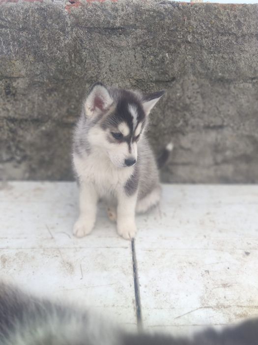 Husky siberiano c/lop pedigree c.p .canicultura