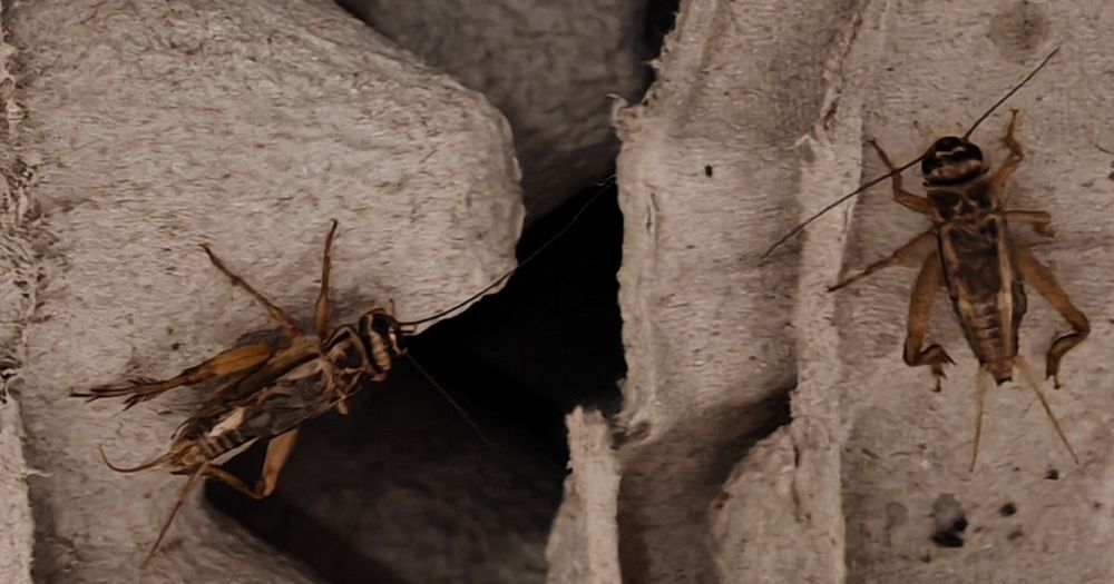 Świerszcz domowy żywy, karmówka 10szt. Aquafizz Creative