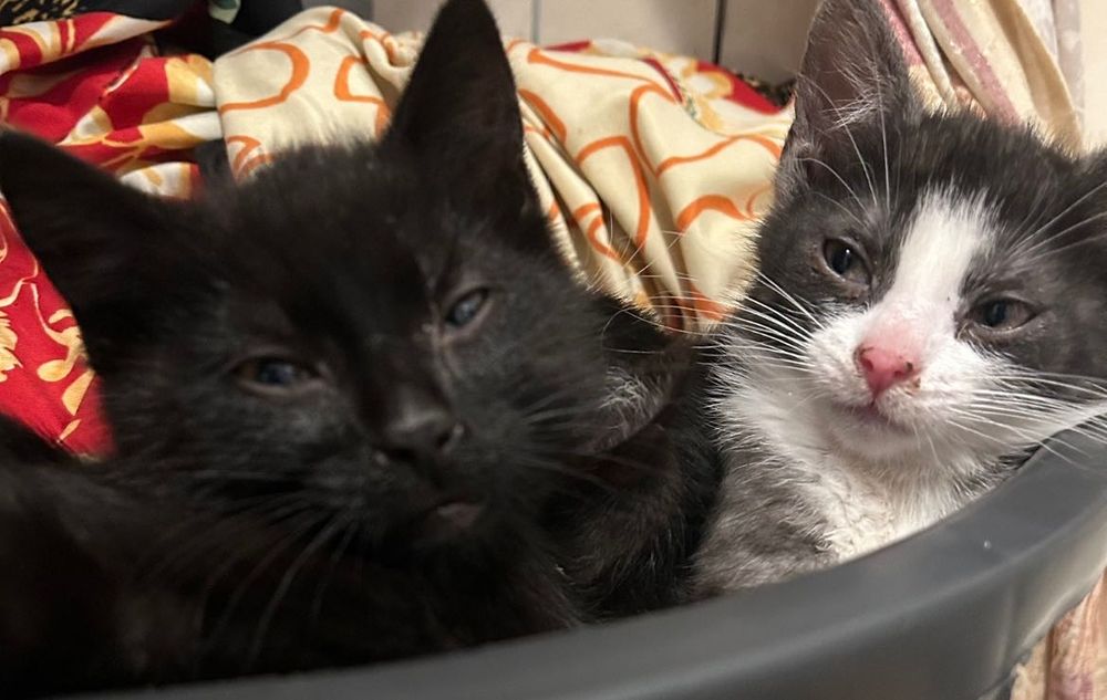 Młode koty szukają nowego domu