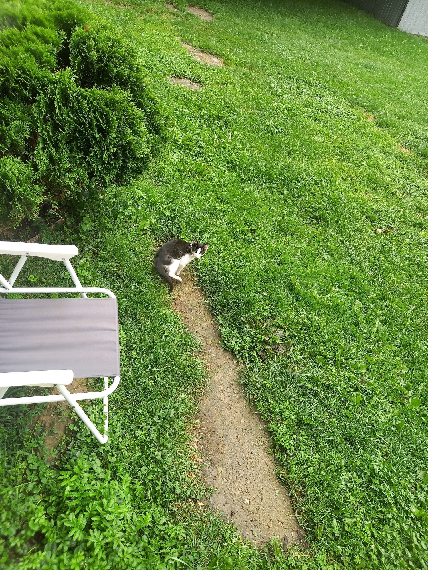 3 miesięczny kocurek do oddania