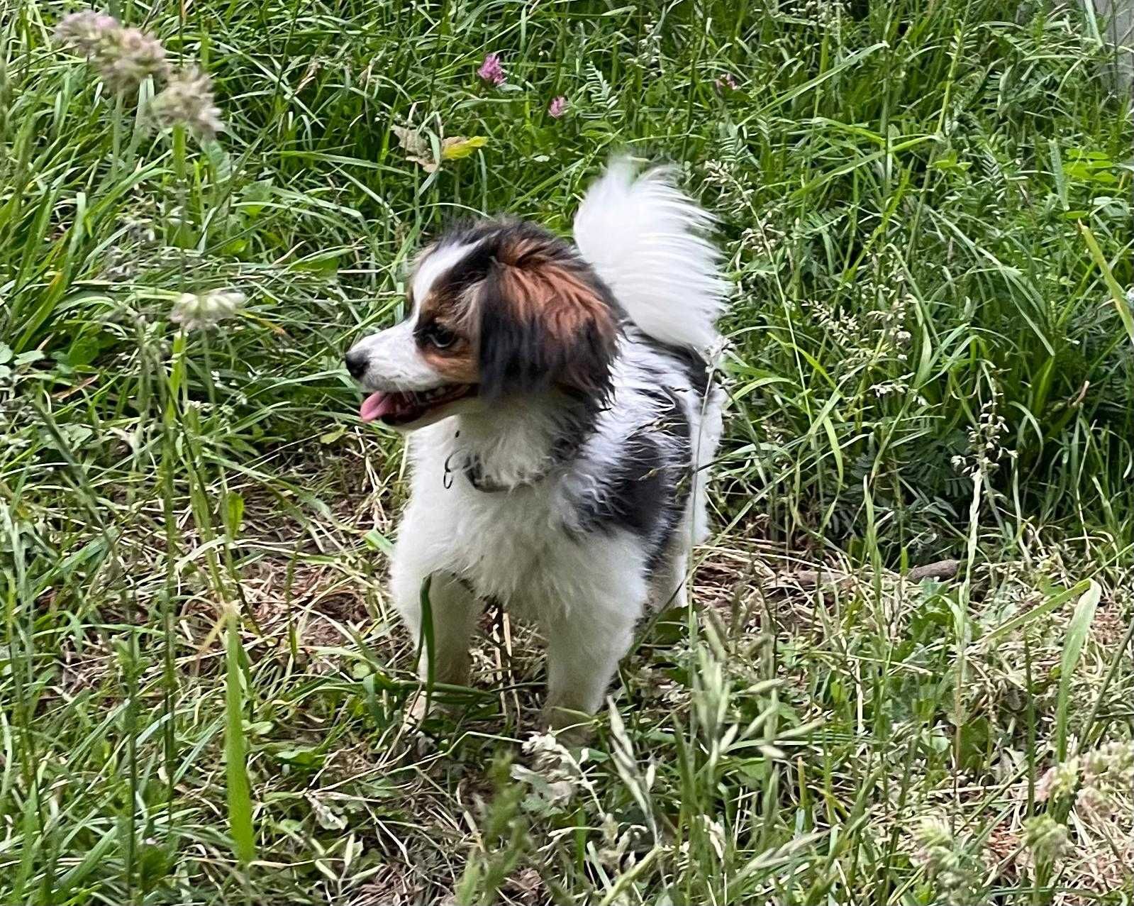 Spaniel kontynentalny, phalene nie papillon, ZKwP, FCI, suczka
