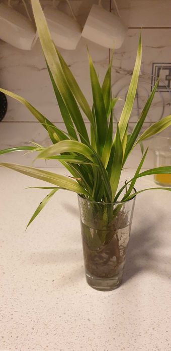 Szczepki palmy Pandan