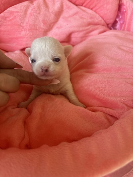 Chihuahua xxs biala dziewczynka