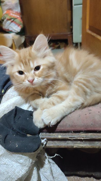 Котята шотландские
