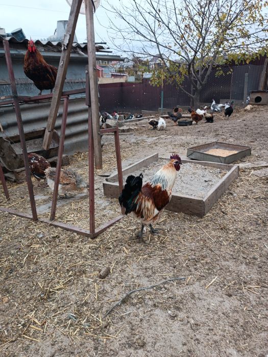 Продам породних півнів