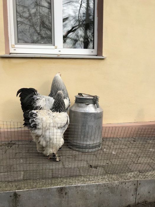 Брама колумбійська.