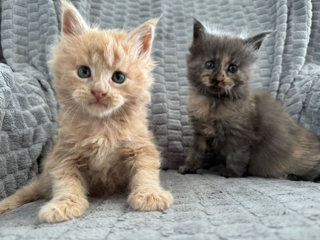 Maine coon kot MCO Maine coon