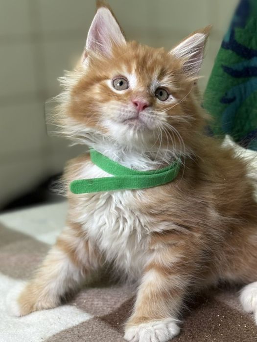 Котёнок мейнкунчики в любящую семью.