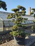 Bonsai Ogrodowe Jałowiec Produkcja własna Szkółka Zalasewo-Swarzędz
