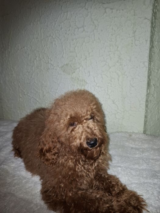 Пуделя мальчики 6 месяцев.