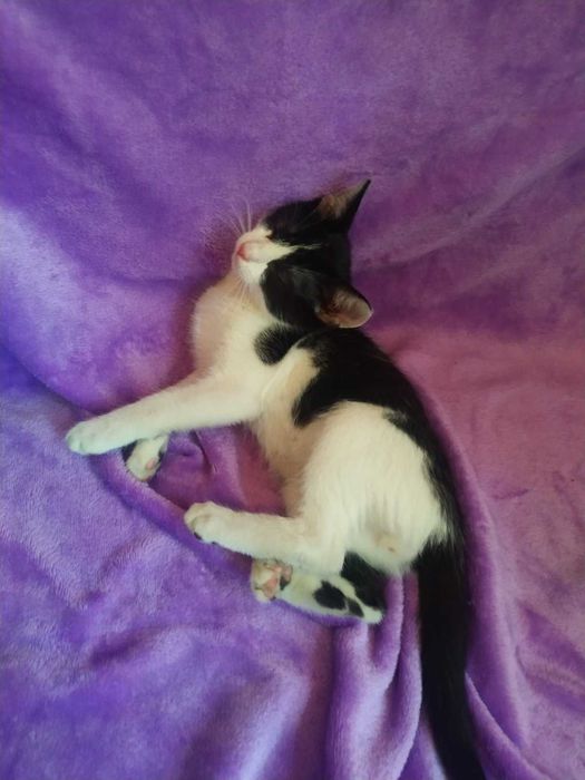 Кумедний хлопчик кошеня 5 міс. в добрі руки!