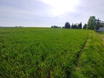 Działka budowlana Lichnowy