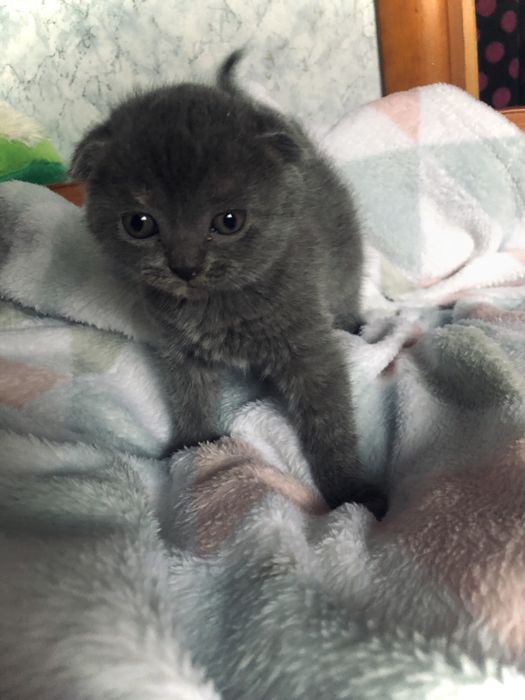 Котики вислоухие в люблячу сімʼю